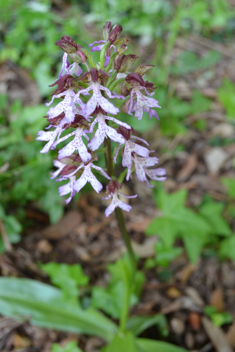 Bibbona (LI) - Orchis purpurea